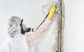 Best Biohazard Mold Removal  in Lindsborg, KS